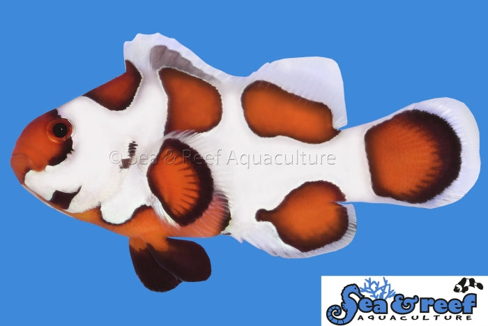 Sea & Reef Designer Orange Storm Clownfish