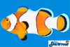 Sea & Reef Designer Percules Clownfish