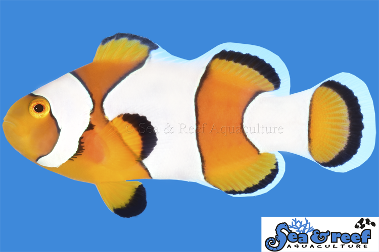 Sea & Reef Designer Percules Clownfish