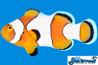 Sea & Reef Designer Percules Clownfish
