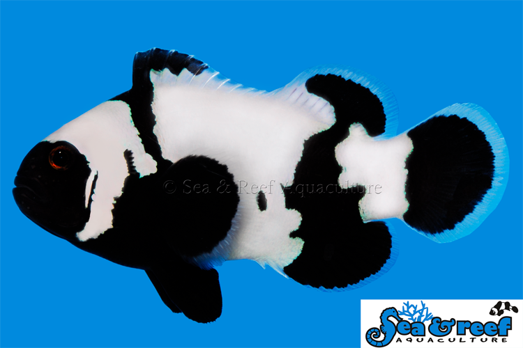 Sea & Reef Designer Phantom Clownfish