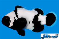 Sea & Reef Designer Phantom Clownfish