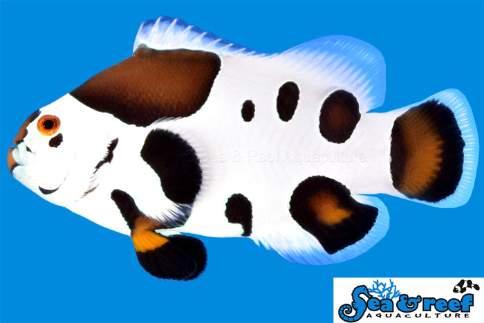 Sea & Reef Designer Photon Storm Clownfish