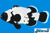 Sea & Reef Designer Premium Phantom Clownfish