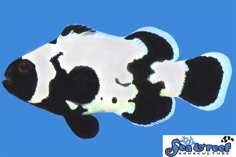 Sea & Reef Designer Premium Phantom Clownfish