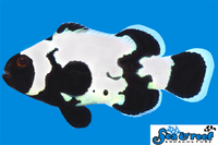 Sea & Reef Designer Premium Phantom Clownfish
