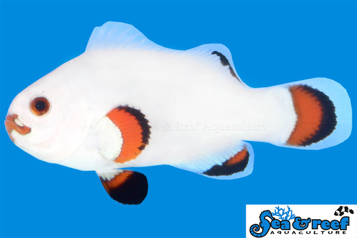 Sea & Reef Designer Solar Storm Clownfish
