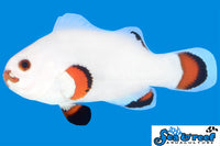 Sea & Reef Designer Solar Storm Clownfish