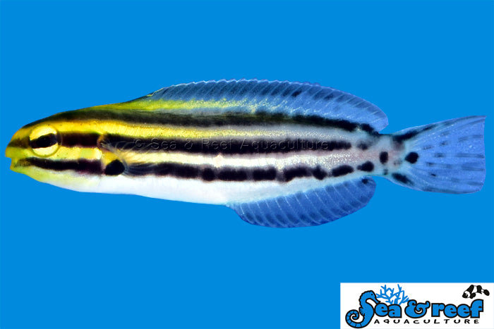 Sea & Reef Blenny Striped Blenny