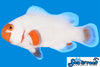 Sea & Reef Designer Tangerine Wyoming White Clownfish