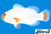 Sea & Reef Designer Tangerine Maine Blizzard Clownfish