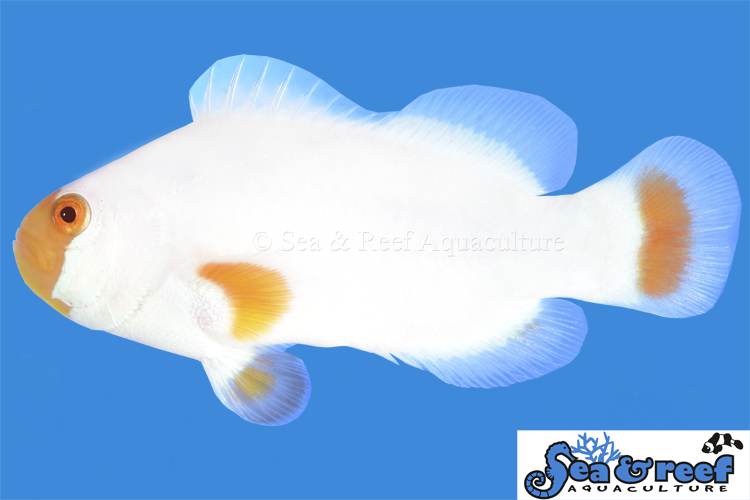 Sea & Reef Designer Tangerine Maine Blizzard Clownfish
