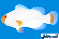 Sea & Reef Designer Tangerine Maine Blizzard Clownfish
