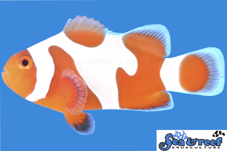 Sea & Reef Designer Tangerine DaVinci A Clownfish