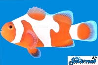 Sea & Reef Designer Tangerine DaVinci A Clownfish