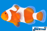 Sea & Reef Designer Tangerine DaVinci B Clownfish