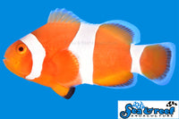 Sea & Reef Designer Tangerine Albino Ocellaris Clownfish