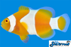 Sea & Reef Designer Tangerine Percula Clownfish