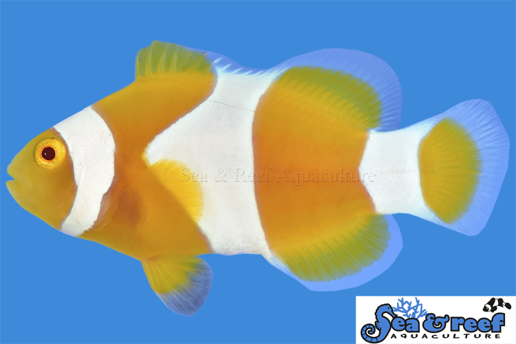 Sea & Reef Designer Tangerine Percula Clownfish