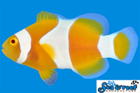 Sea & Reef Designer Tangerine Percula Clownfish