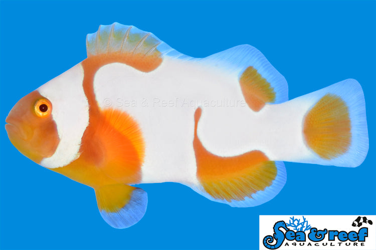 Sea & Reef Designer Tangerine Picasso Grade A Clownfish