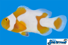 Sea & Reef Designer Tangerine Picasso Grade B Clownfish