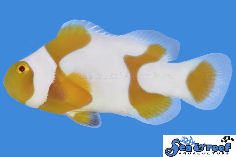 Sea & Reef Designer Tangerine Picasso Grade B Clownfish