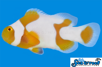 Sea & Reef Designer Tangerine Picasso Grade B Clownfish
