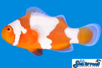 Sea & Reef Designer Tangerine Snowflake Clownfish