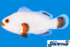 Sea & Reef Designer Tangerine Solar Storm Clownfish