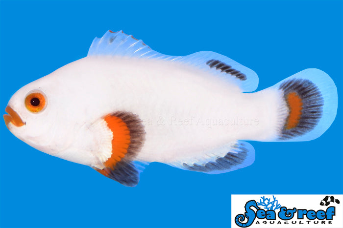 Sea & Reef Designer Tangerine Solar Storm Clownfish