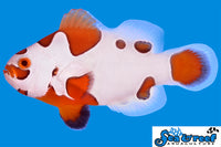 Sea & Reef Designer Tangerine Orange Storm Clownfish