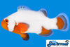 Sea & Reef Designer Tangerine Ultra Snowflake Clownfish