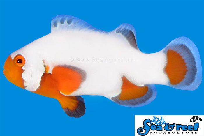 Sea & Reef Designer Tangerine Ultra Snowflake Clownfish