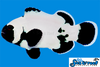 Sea & Reef Designer Ultra Phantom Clownfish