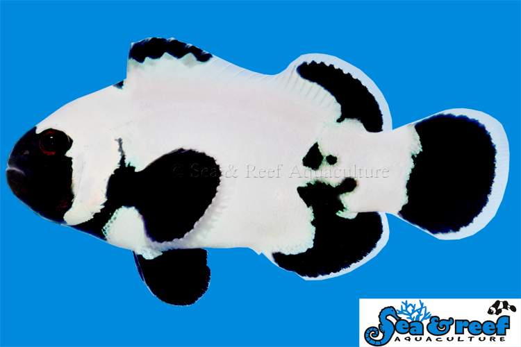 Sea & Reef Designer Ultra Phantom Clownfish