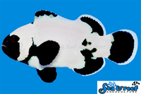 Sea & Reef Designer Ultra Phantom Clownfish