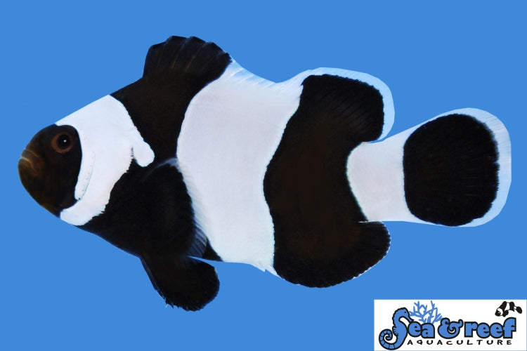 Sea & Reef Designer Wide Bar Black Gladiator Clownfish