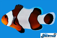 Sea & Reef Designer Wide Bar Mocha Gladiator Clownfish