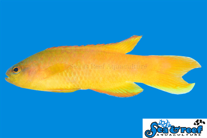 Sea & Reef Assessor Yellow Assessor