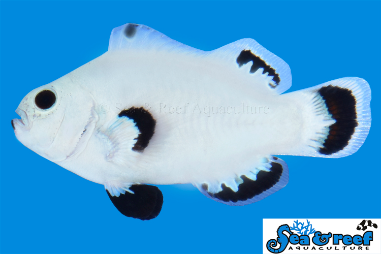 Sea & Reef Designer Snow Storm Clownfish