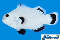Sea & Reef Designer Snow Storm Clownfish