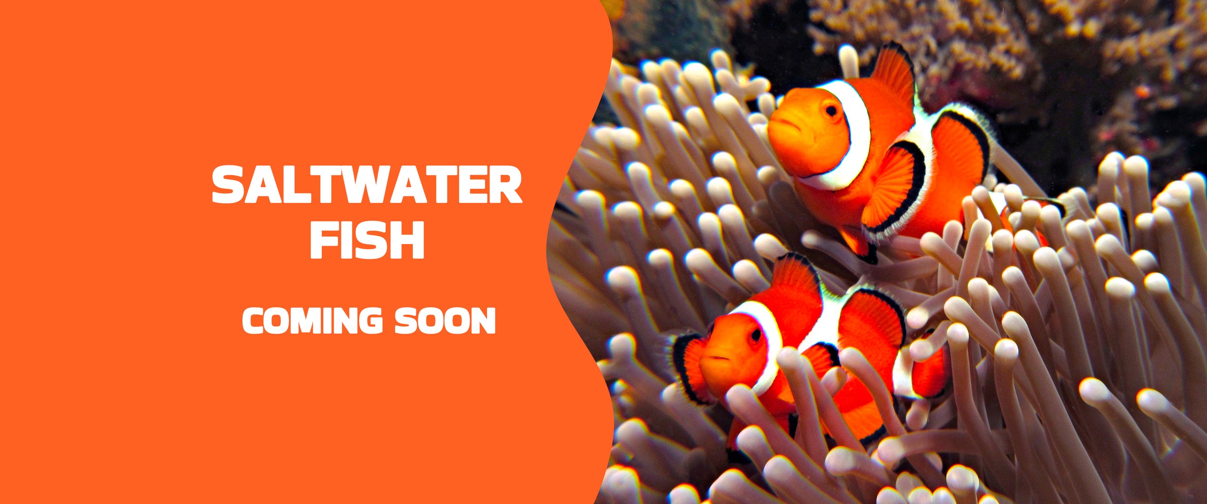 Gingerbread Tropical Fish & Coral GingerbreadTropicalFish&Coral