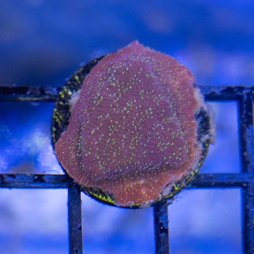 Pavona Coral - JF Freak Hair