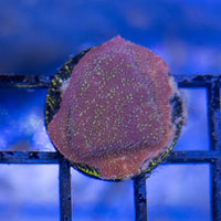Pavona Coral - JF Freak Hair