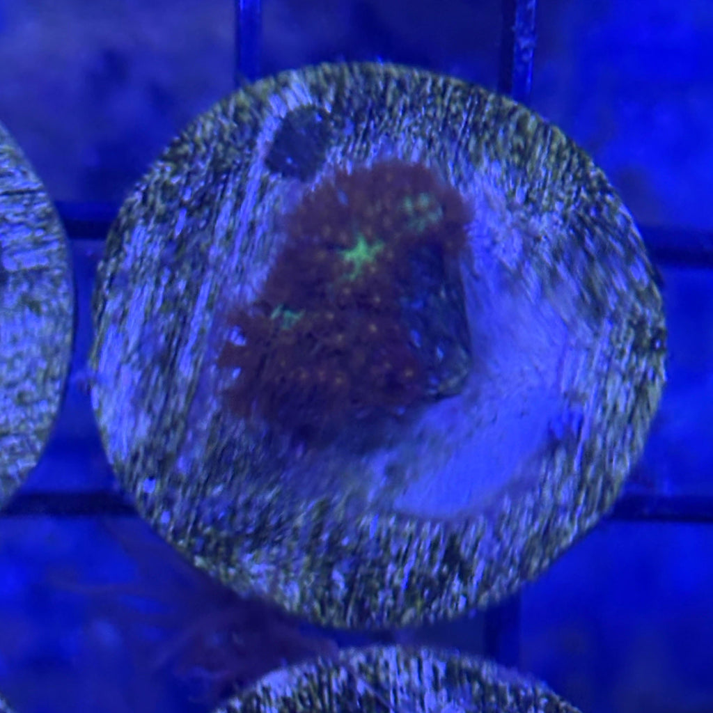 Stylocoeniella Coral - Burning Banana