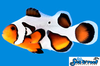 MochaVinci Clownfish Extreme